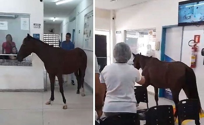 Cavalo invade as dependências de um posto de saúde em Maceió