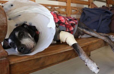 Câmara aprova projeto que tipifica exercício ilegal da veterinária
