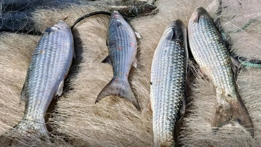 Pesca de tainha na modalidade arrasto de praia está suspensa