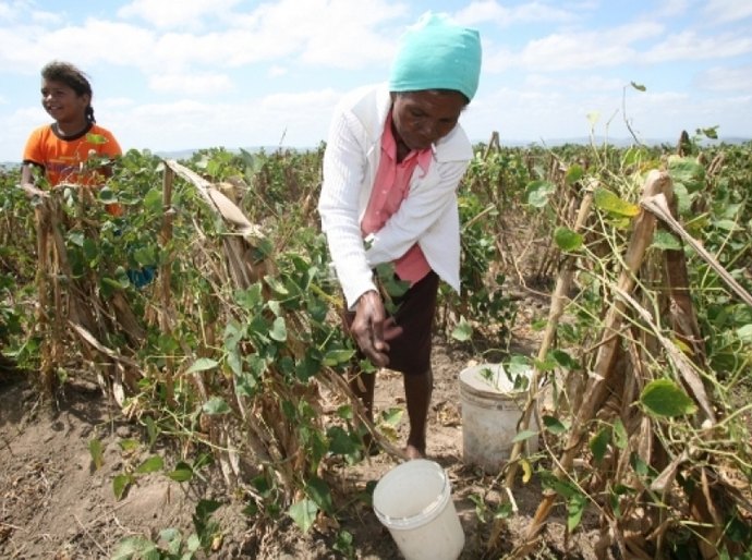 Governo beneficiará produtores de cana-de-açúcar com fertilizantes