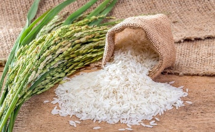 O uso de fungicidas representa a melhor opção no combate às doenças que incidem sobre o arroz