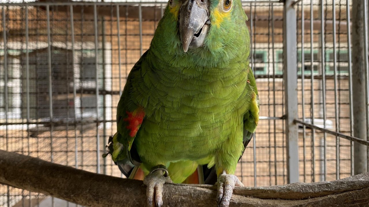 IMA e a proteção à fauna de Alagoas: distinguindo animais do tráfico e os criados legalmente