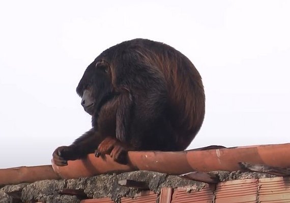 Macaco bugio é capturado após dez dias de 'rolê' em Satuba