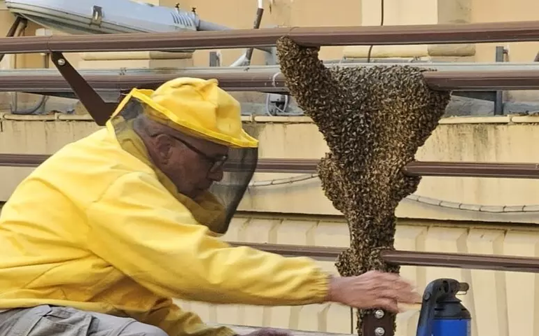 Enxame com 20 mil abelhas invade ministério na Itália