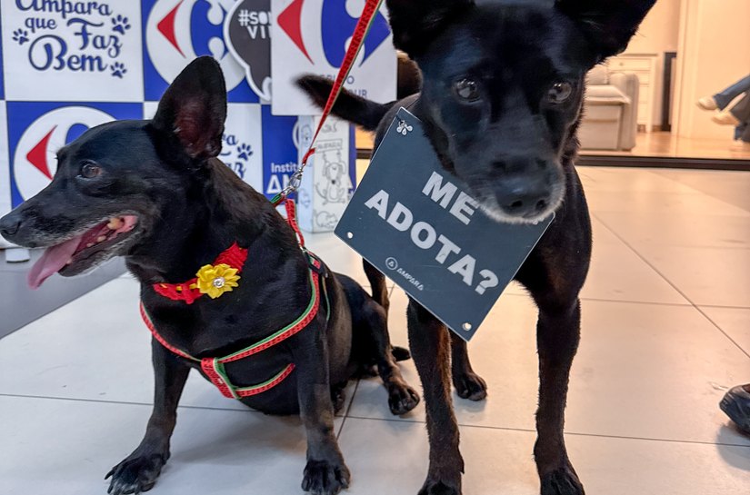Sam´s Club Maceió promove evento de adoção responsável de pets