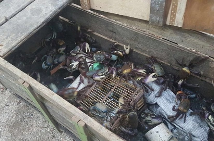 IMA e ICMBio flagram pesca ilegal de caranguejos-uça no Litoral Norte