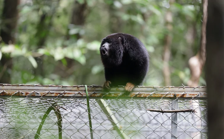 Após período de adaptação, guaribas-de-mãos-ruivas ganham liberdade em reserva ambiental de Coruripe