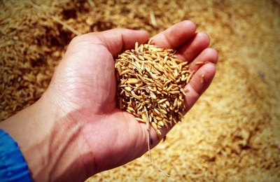 Cadeia produtiva do arroz é pauta de seminário em Penedo