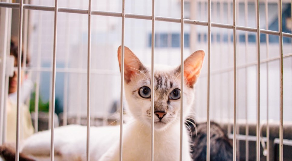 cães e gatos / Foto: Foto: Reprodução