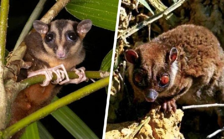Cientistas redescobrem marsupiais tidos como extintos há 6 mil anos