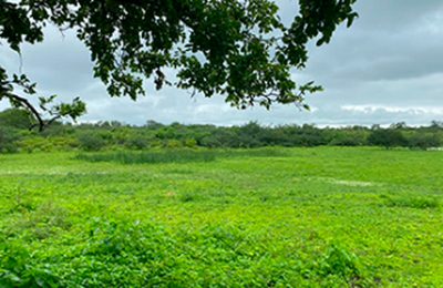 VT de Santana do Ipanema leiloará fazenda de 780 tarefas nesta sexta (18)
