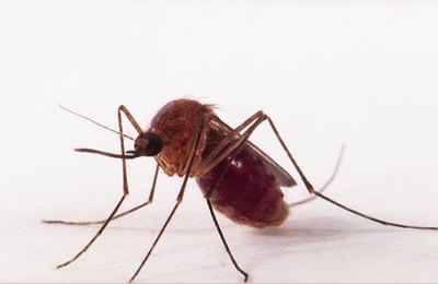 Transmissão de zika por pernilongo pode explicar incidência em algumas regiões