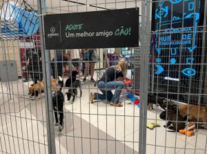 Pets em busca de um lar participam de evento de adoção em Maceió