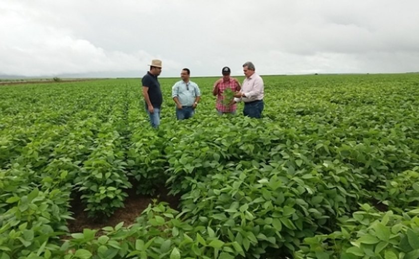 Seagri faz visita técnica em áreas de soja e milho em Alagoas