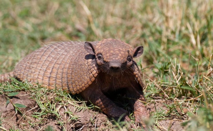 Tatupeba pode transmitir hanseníase, alertam IMA e Sesau