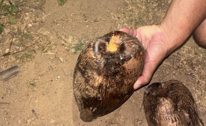 Criança sofre afundamento de crânio após ser atingida por coco em Maragogi