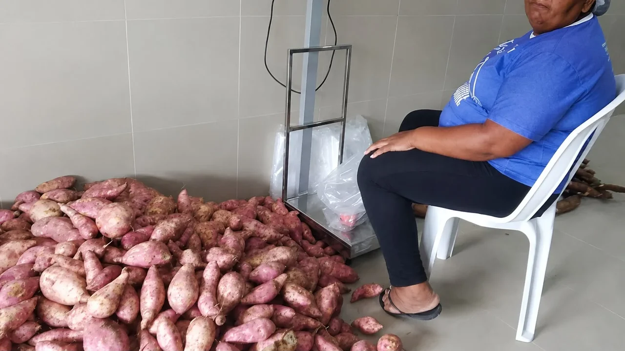 Do campo à merenda escolar: agricultores familiares ampliam mercado com apoio do Sebrae