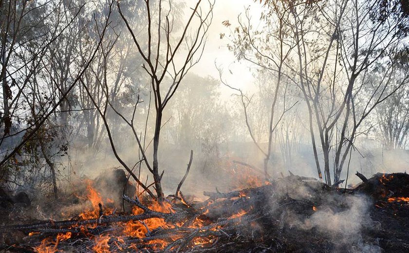 No Dia Nacional do Cerrado, presidente da CMA faz alerta sobre queimadas no bioma