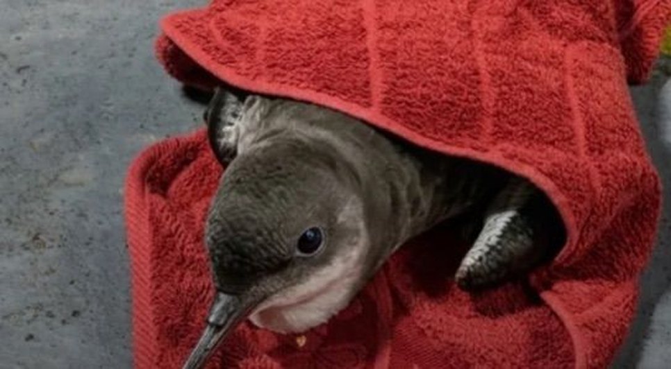 Ave silvestre foi resgatada pela OPLIT neste sábado. Foto: Reprodução/Internet.