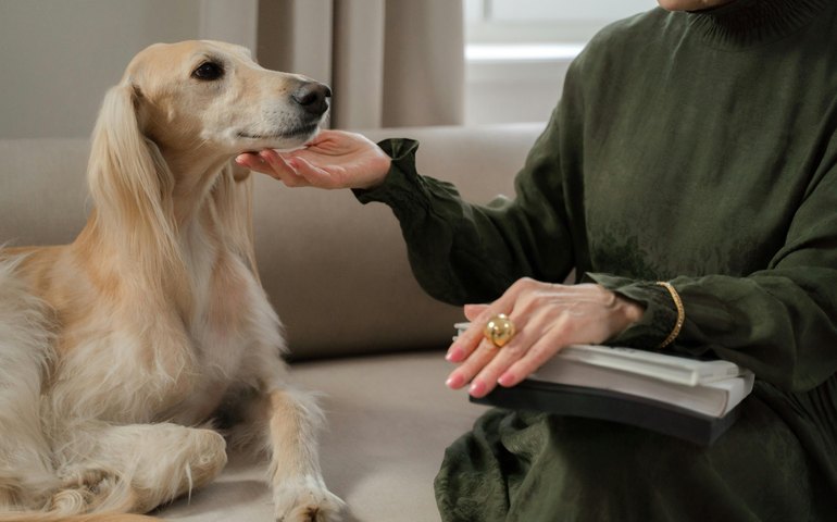 Mercado pet de luxo cresce, mas exageros podem comprometer a saúde animal