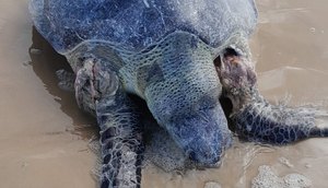 Tartaruga marinha é encontrada morta na Barra dos Coqueiros