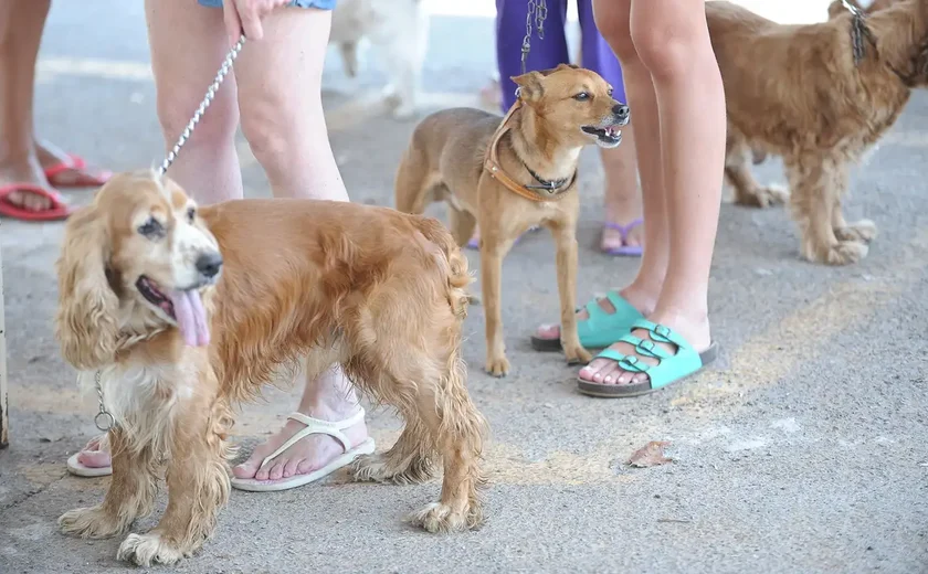 Cachorro latindo leva bombeiros ao resgate de sua tutora, desaparecida em trilha no Havaí