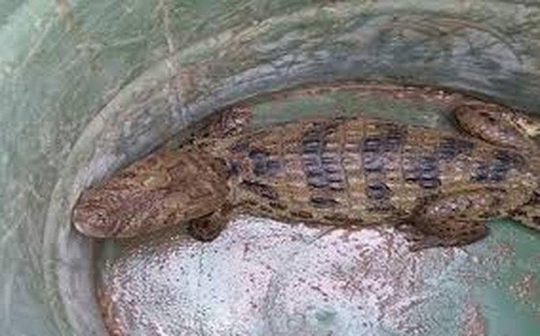 Homem é flagrado com jacaré vivo amarrado em traseira de veículo no MS