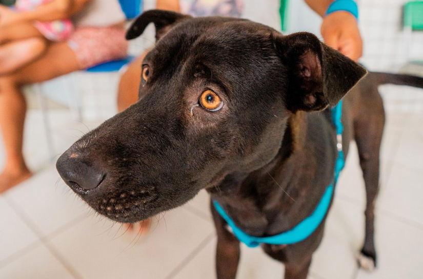 Secdef promove Feira de Adoção de Animais na Ponta Verde, neste domingo (20)
