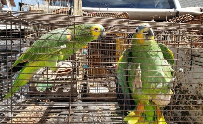 Papagaios apreendidos durante operação na Área de Proteção Ambiental