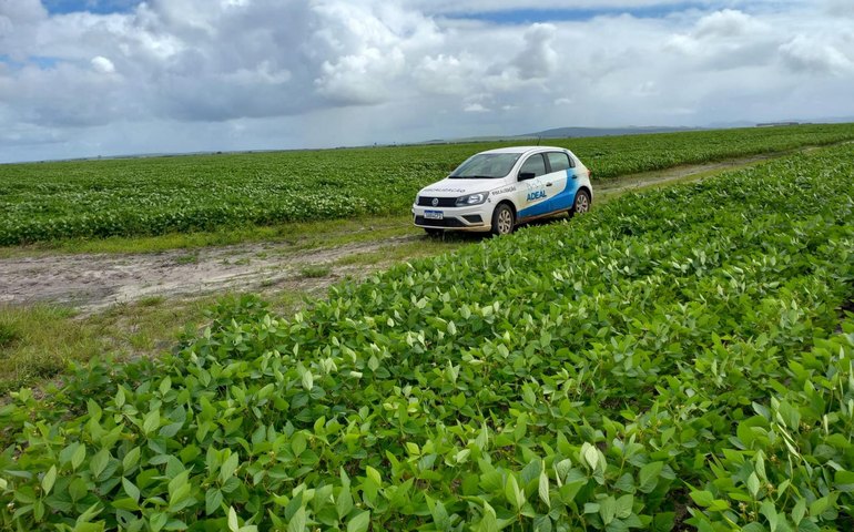 Calendário de semeadura da soja é aberto em Alagoas