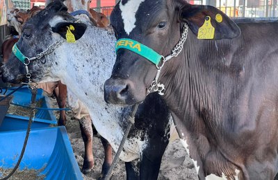 Expoagro-AL começa a receber animais no Parque da Pecuária em Maceió