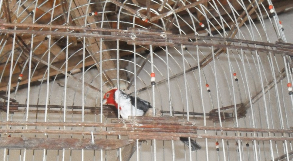 Aves silvestres / Foto: Adema
