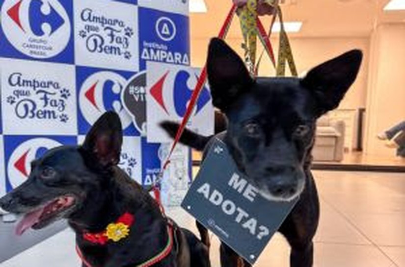 Sam´s Club Maceió promove primeiro evento de adoção de pets resgatados de 2026 neste sábado (24)