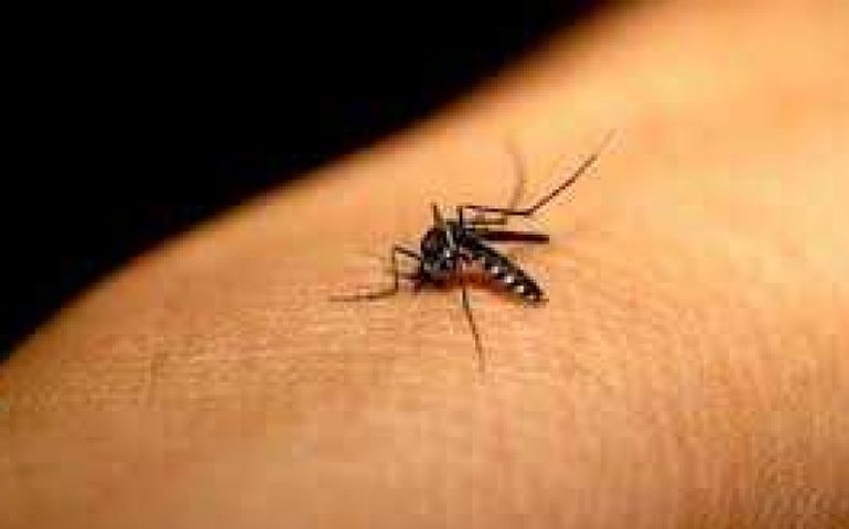Brasil se aproxima de bater recorde anual de mortes por dengue
