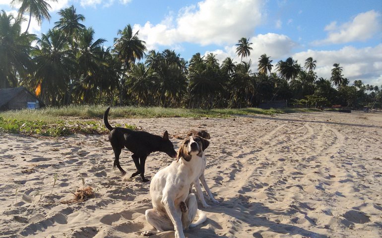 Alagoas promove Campanha de Vacinação Antirrábica para cães e gatos a partir desta segunda-feira