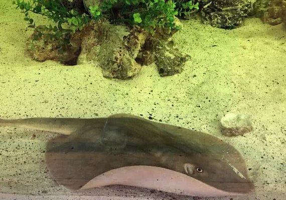 Arraia 'virgem' aparece grávida e faz sucesso em aquário dos EUA