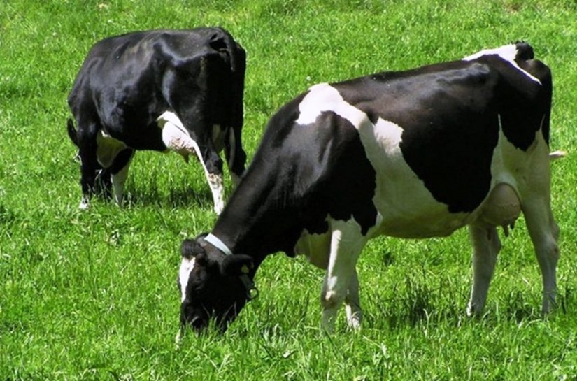 Seagri promove curso de capacitação em inseminação artificial