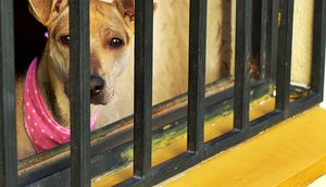 dog-4961547_1280 / Foto: Foto: pixabay