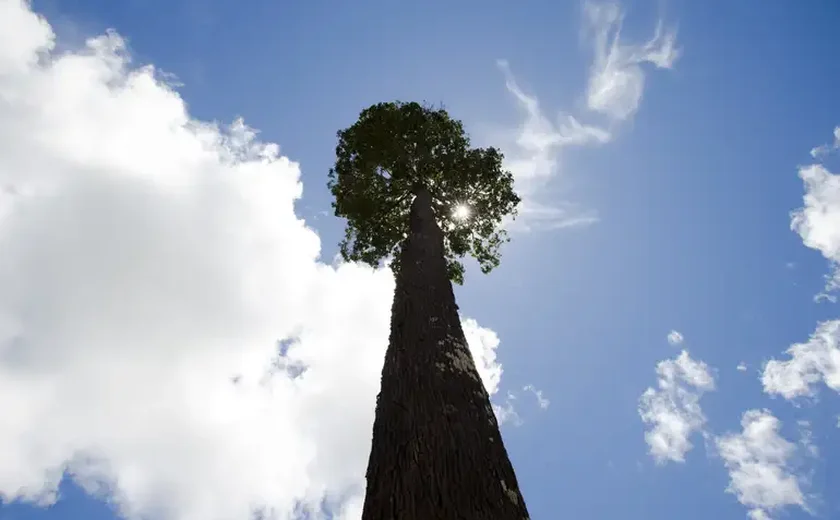 Justiça determina que Prefeitura de SP pare de retirar árvores de bosque em Perdizes