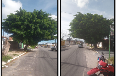 Em indicações, Aldo Loureiro pede corte de árvore e limpeza de galeria em bairros de Maceió
