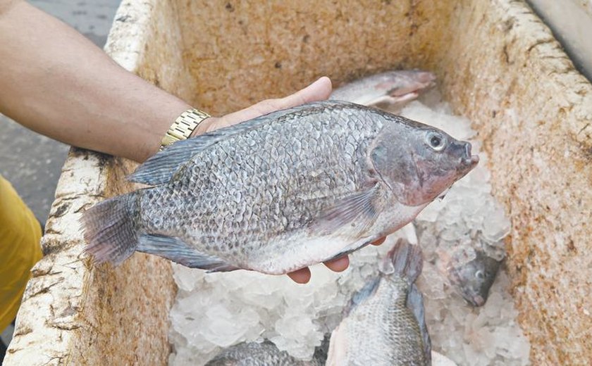 Tilápia ocupa o lugar do frango de 30 anos atrás e conquista a mesa do brasileiro