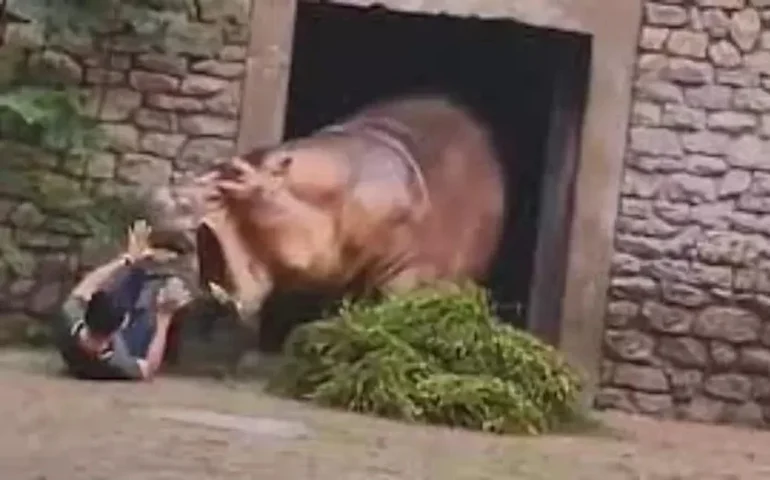 Hipopótamo anão Ksyusha curte o calor no zoológico de Moscou