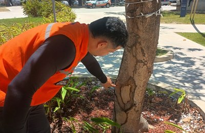 Mais 10 mil m² de espaços arborizados serão vistoriados pela Defesa Civil de Maceió