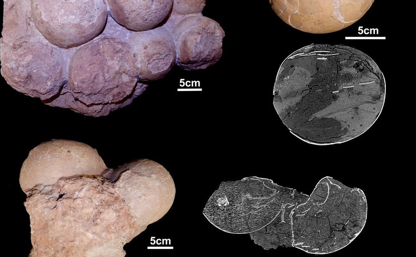 Fósseis brasileiros ajudam a entender como viviam os dinossauros