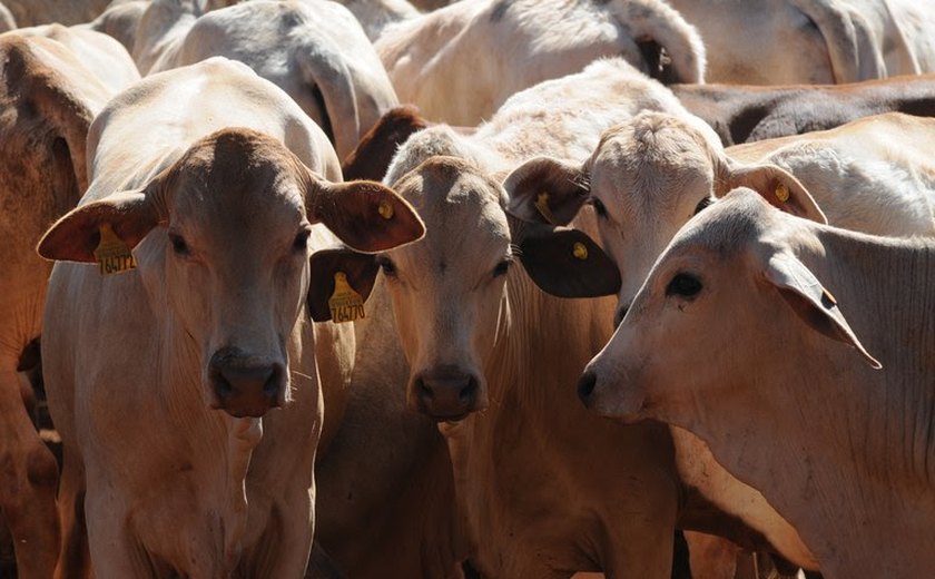 Portaria proíbe vacinação contra febre aftosa em sete unidades da Federação