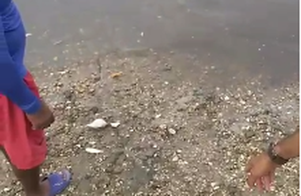 peixes mrtos no rio do sal