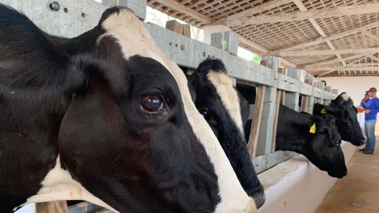 71ª Expoagro: Governo lança segunda etapa da campanha contra a febre aftosa