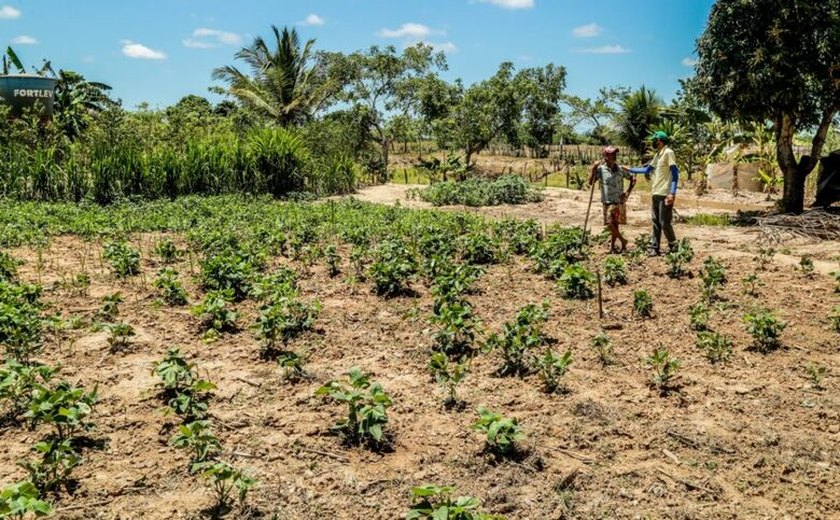 Produtos da agricultura familiar de Penedo vencem chamada pública do Ifal