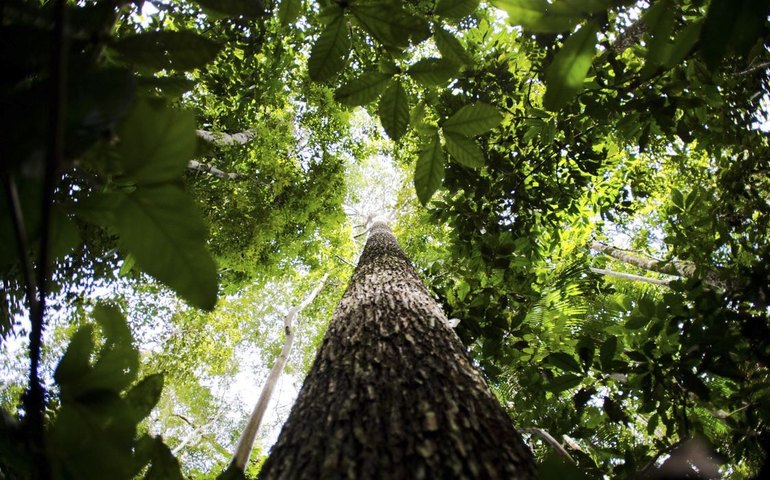 Brasil vê 15% das florestas naturais sumirem em 38 anos; País perdeu 'uma SC' desde 2018