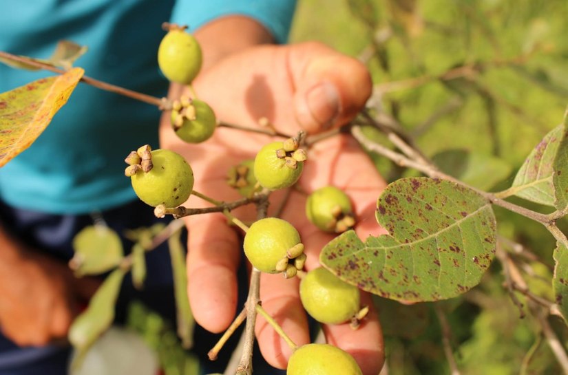 Pesquisa observa relação entre biodiversidade e expectativas de consumo alimentar